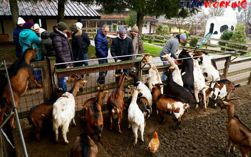 A group meeting the animals on the farm