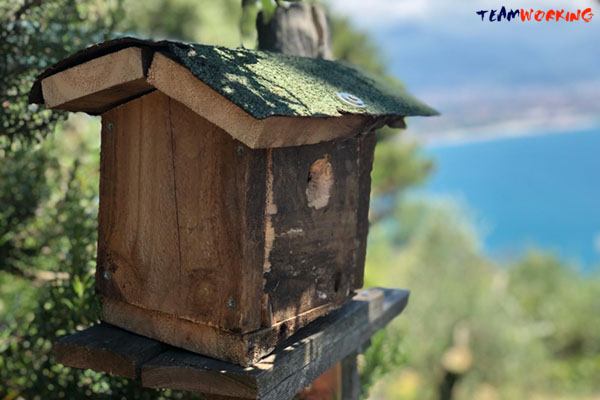 Birdhouse Building